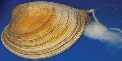 clam spawning