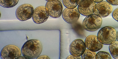 microscopic clam seed