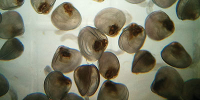 microscopic clam seed