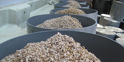clam seed piles