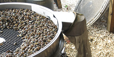 grading clam seed